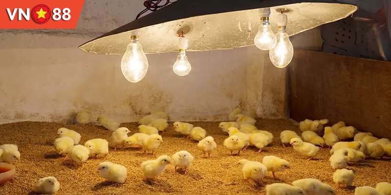 Kỹ thuật úm gà con là gì?